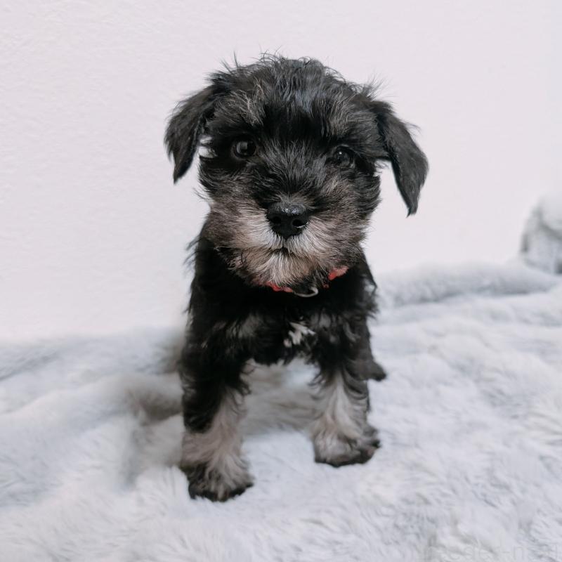 販売中の長崎県のミニチュアシュナウザー-448983