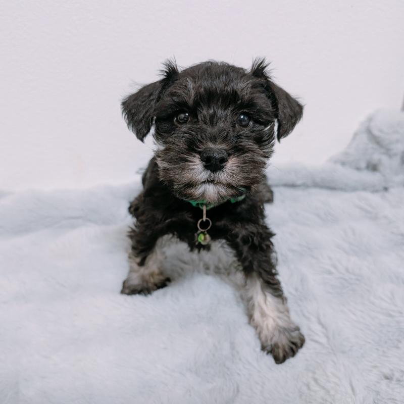 販売中の長崎県のミニチュアシュナウザー-448986