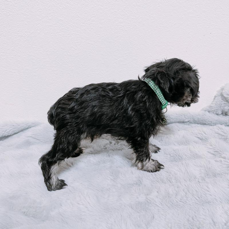 販売中の長崎県のミニチュアシュナウザー-448986の9枚目