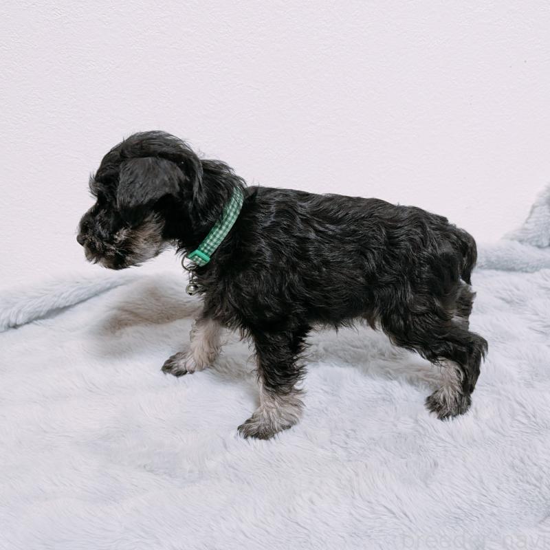 販売中の長崎県のミニチュアシュナウザー-448986の8枚目