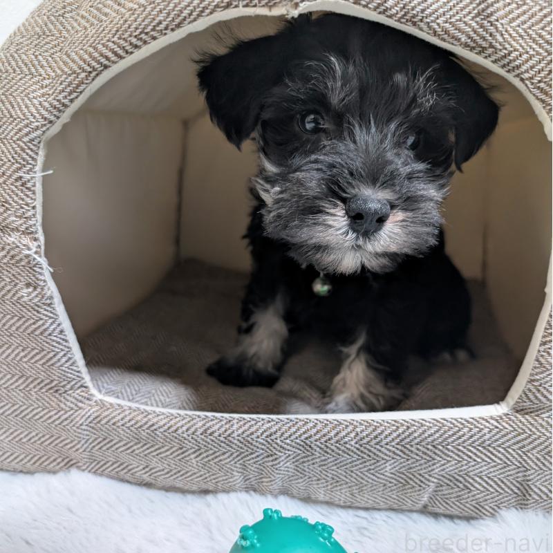 販売中の長崎県のミニチュアシュナウザー-448986の7枚目