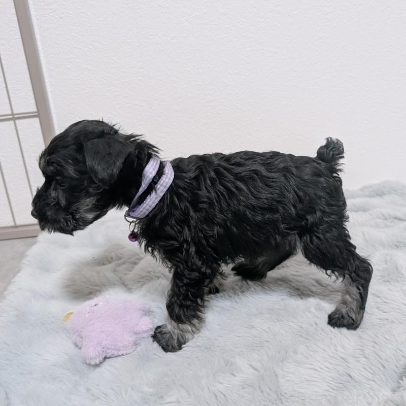 販売中の長崎県のミニチュアシュナウザー-448988の11枚目