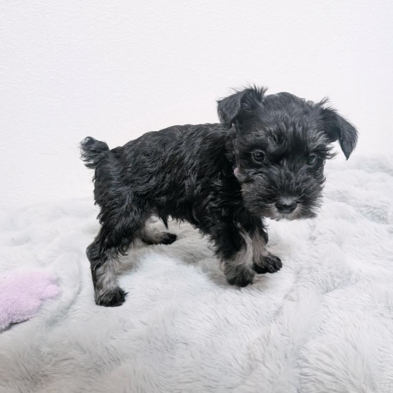 販売中の長崎県のミニチュアシュナウザー-448988の10枚目