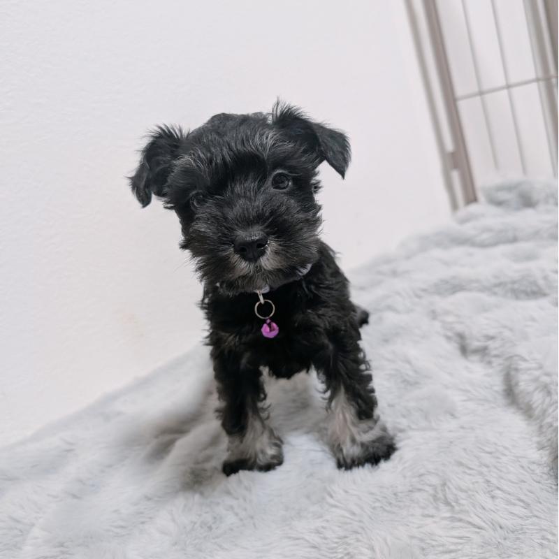 販売中の長崎県のミニチュアシュナウザー-448988の9枚目