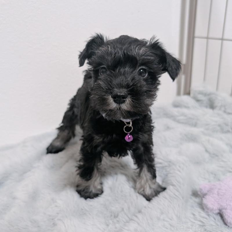 販売中の長崎県のミニチュアシュナウザー-448988の8枚目