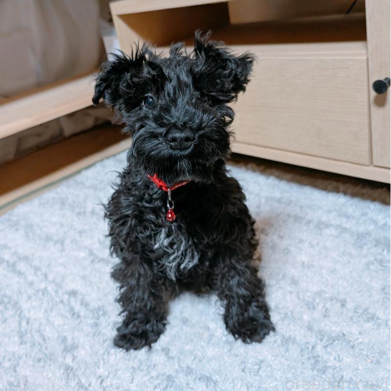 販売中の長崎県のミニチュアシュナウザー-445021の7枚目