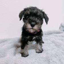 ♀︎ミニチュアシュナウザー