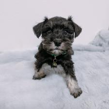 ♀︎ミニチュアシュナウザー