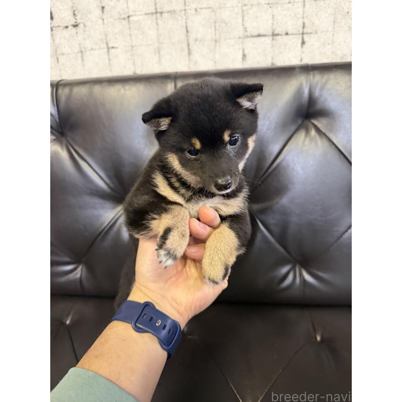 商談中の岡山県の豆柴-435761の4枚目