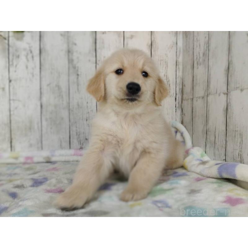 販売中の三重県のゴールデンレトリーバー-452036の4枚目