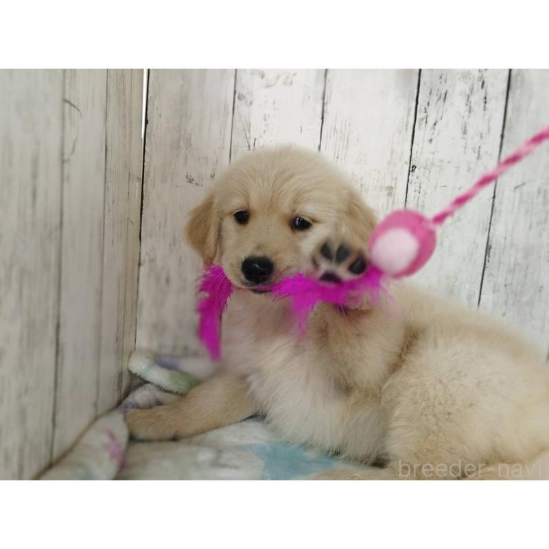 販売中の三重県のゴールデンレトリーバー-452036の3枚目