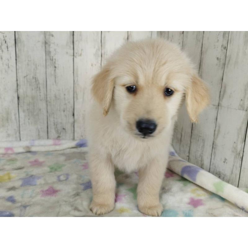 販売中の三重県のゴールデンレトリーバー-452036の2枚目