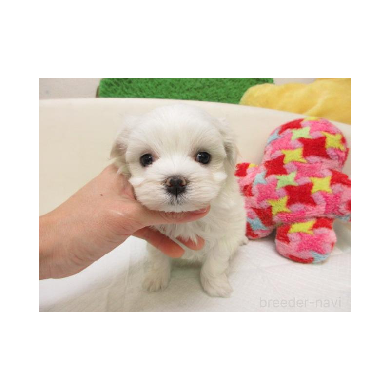 販売中の大阪府のマルチーズ-452037の2枚目