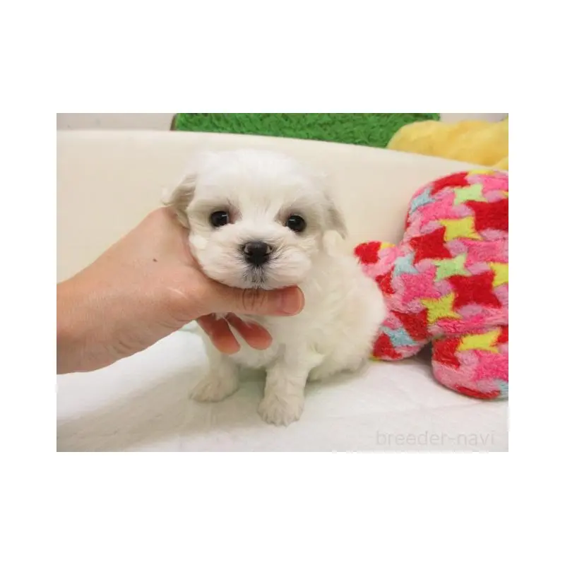 販売中の大阪府のマルチーズ-452038