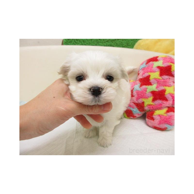 販売中の大阪府のマルチーズ-452038の2枚目