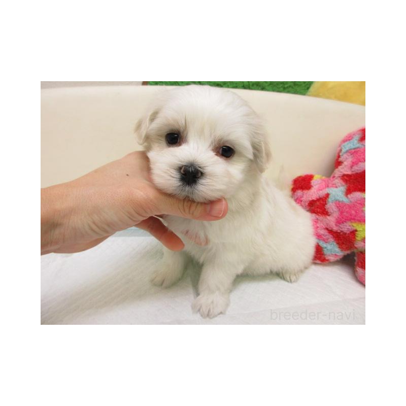 販売中の大阪府のマルチーズ-452039の2枚目