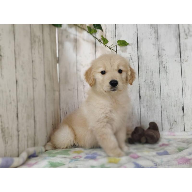 販売中の三重県のゴールデンレトリーバー-452043の5枚目