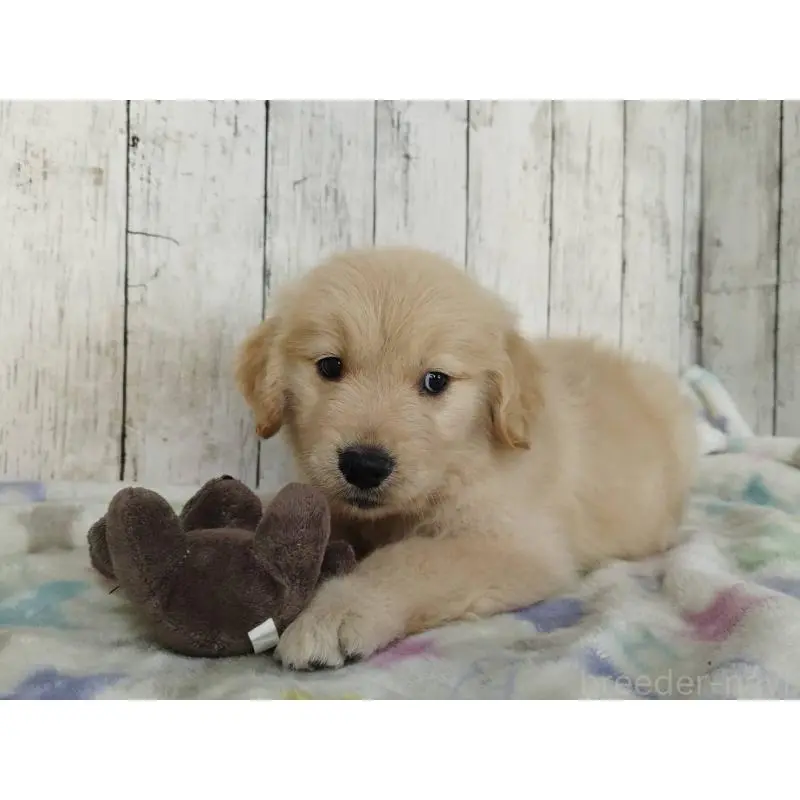 販売中の三重県のゴールデンレトリーバー-452043の4枚目