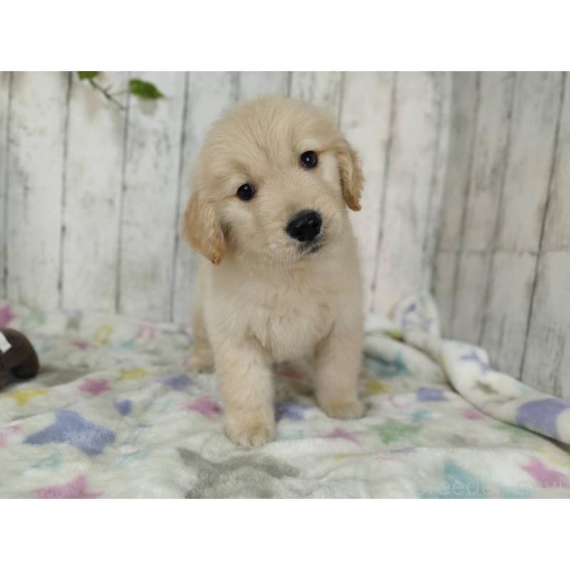 販売中の三重県のゴールデンレトリーバー-452043の3枚目