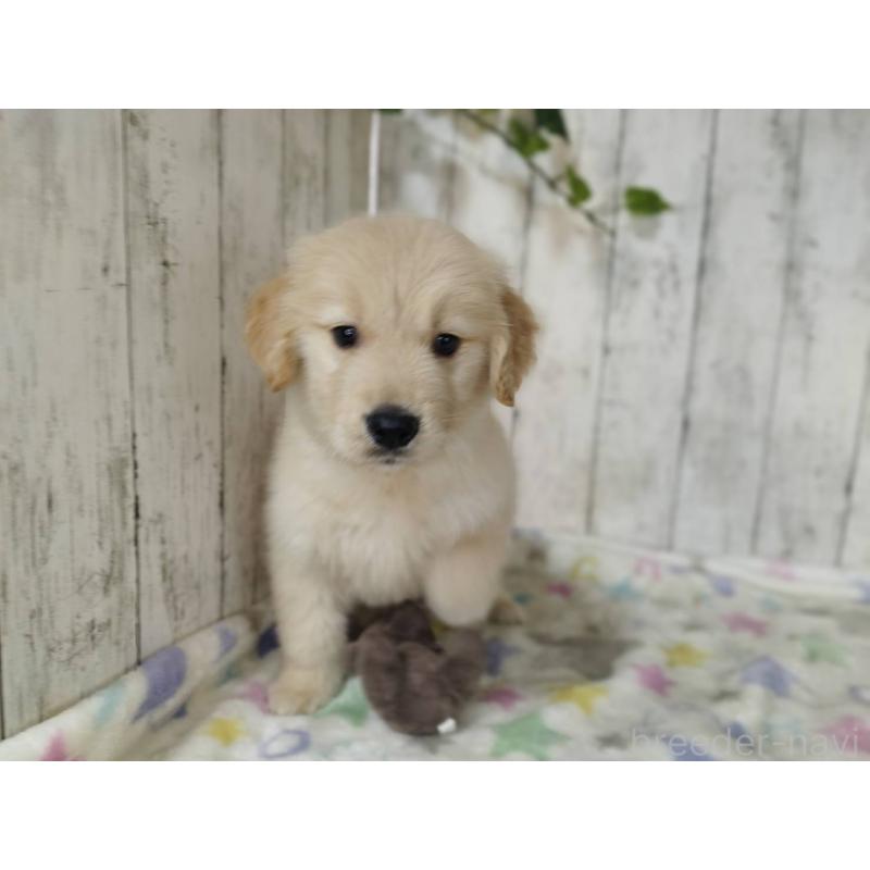 販売中の三重県のゴールデンレトリーバー-452043の2枚目