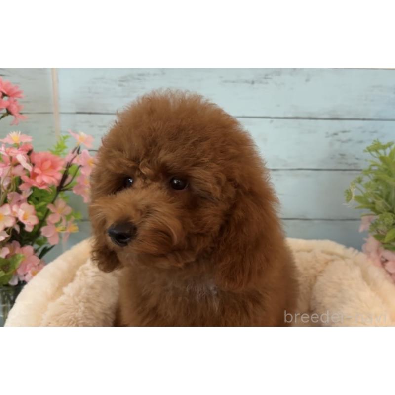 販売中の埼玉県のトイプードル-433128の11枚目