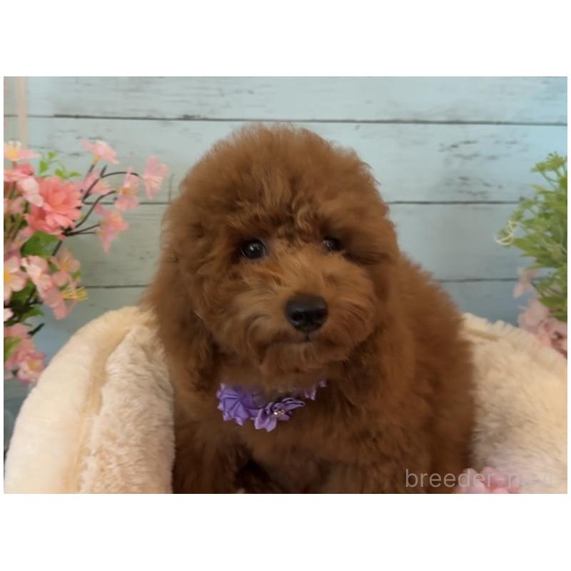 販売中の埼玉県のトイプードル-433128の10枚目