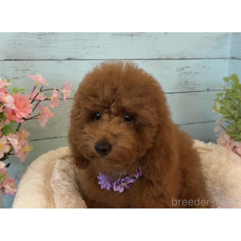 販売中の埼玉県のトイプードル-433128の8枚目