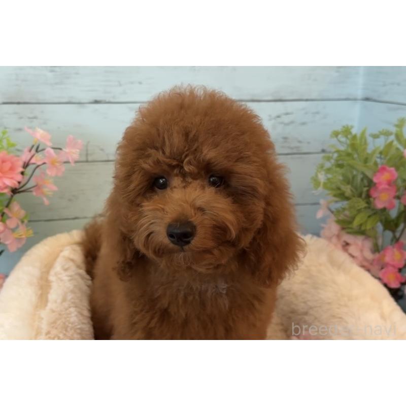 販売中の埼玉県のトイプードル-433128の9枚目