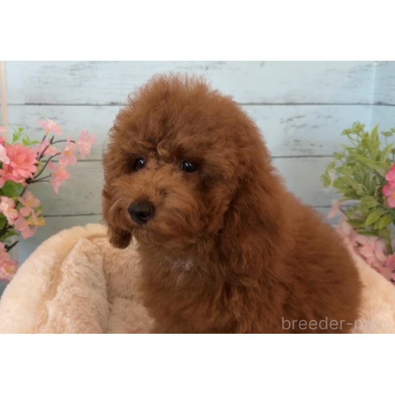 販売中の埼玉県のトイプードル-433128の7枚目