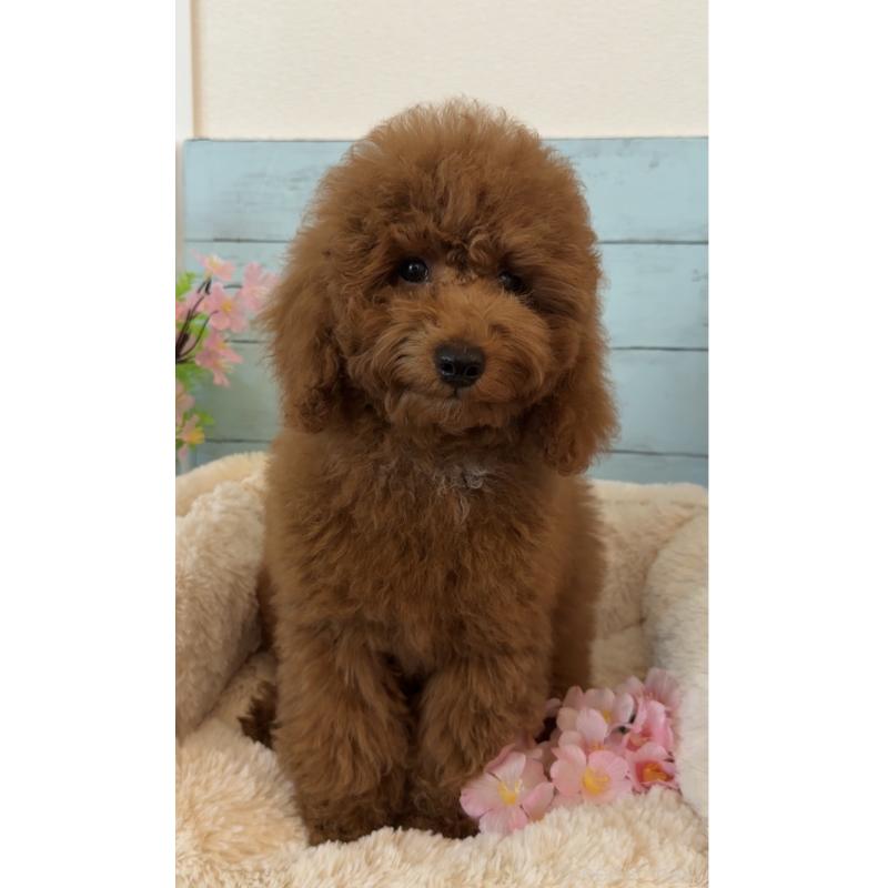 販売中の埼玉県のトイプードル-433128の6枚目