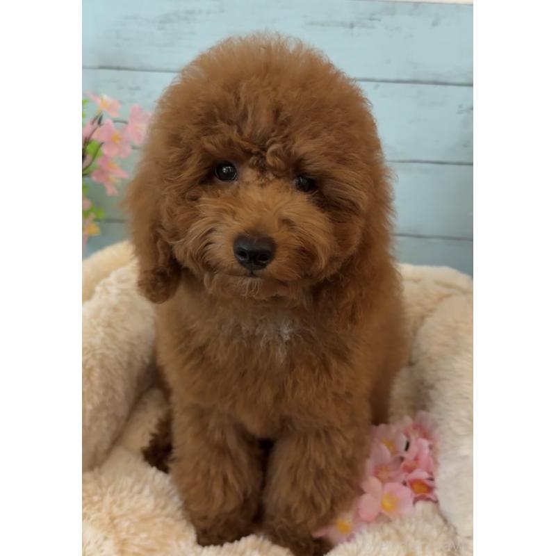 販売中の埼玉県のトイプードル-433128の5枚目