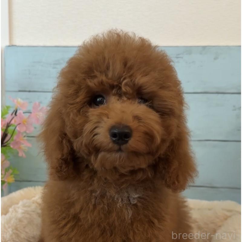 販売中の埼玉県のトイプードル-433128の3枚目