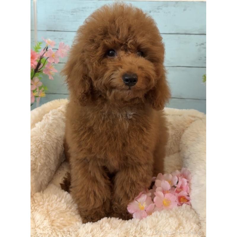 販売中の埼玉県のトイプードル-433128の4枚目