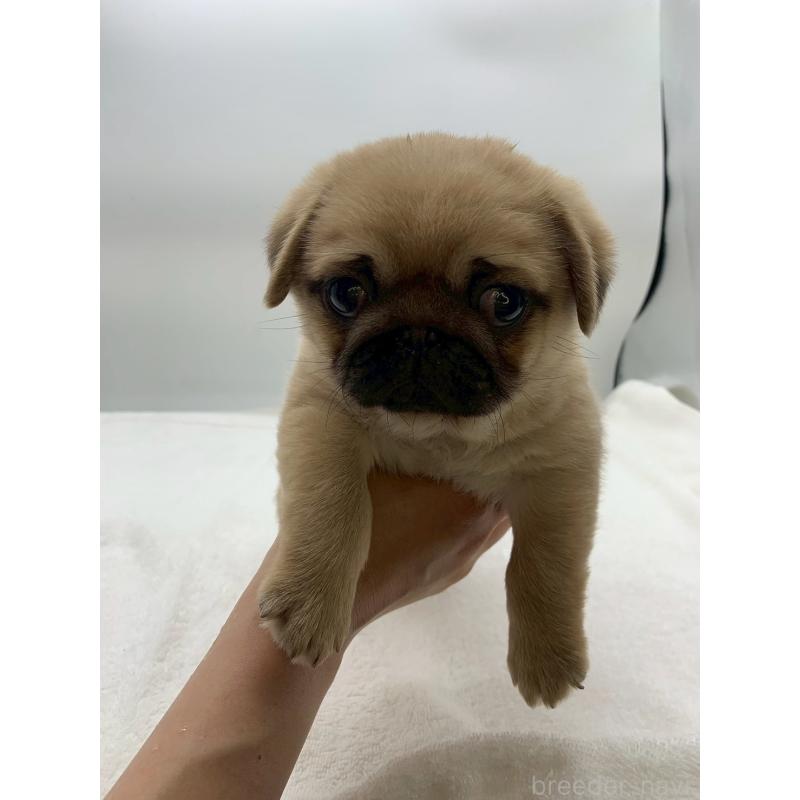 販売中の静岡県のミックス犬-452044の4枚目