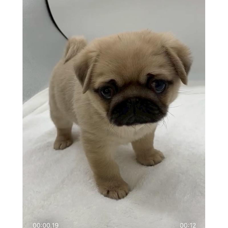 販売中の静岡県のミックス犬-452044の3枚目