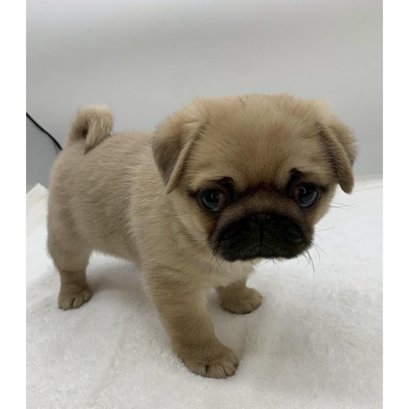 販売中の静岡県のミックス犬-452044の2枚目