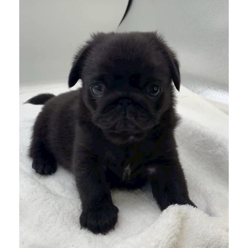 販売中の静岡県のミックス犬-452045の5枚目