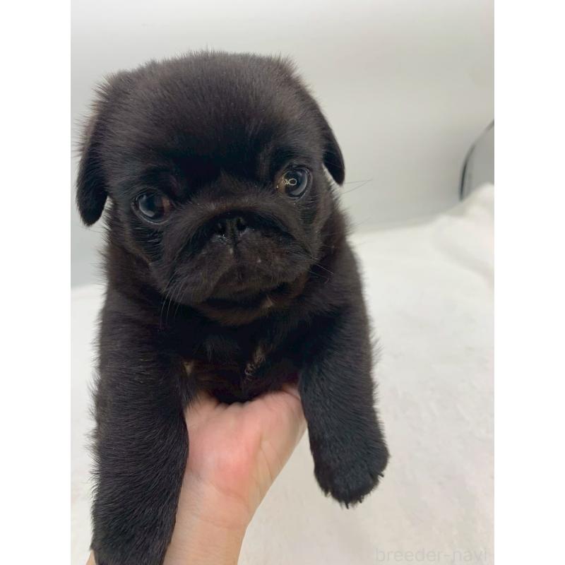 販売中の静岡県のミックス犬-452045の3枚目