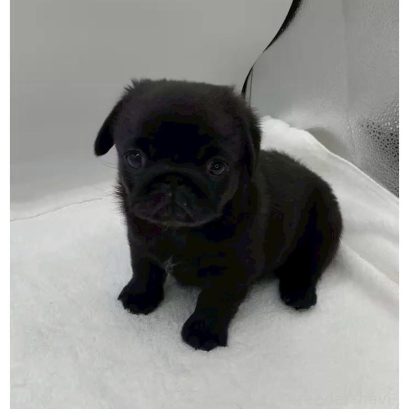 販売中の静岡県のミックス犬-452045の4枚目