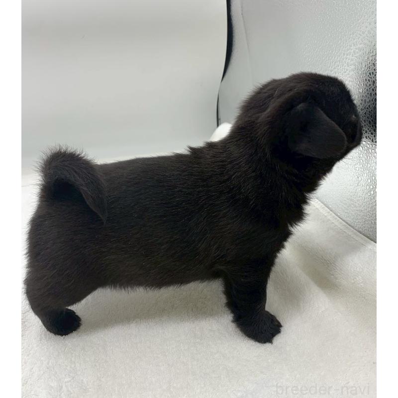 販売中の静岡県のミックス犬-452045の2枚目