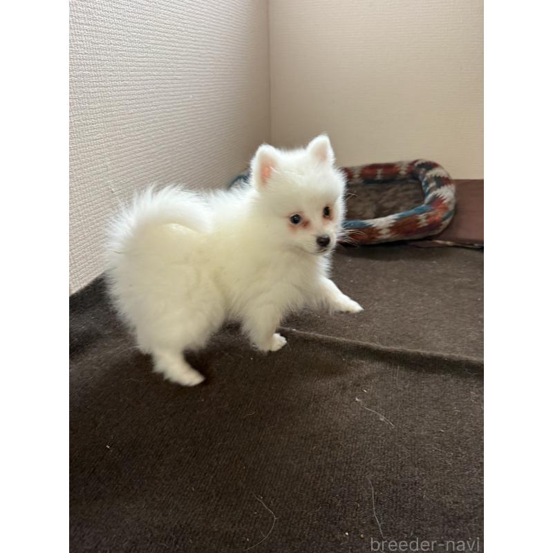 販売中の静岡県の日本スピッツ-446993の10枚目