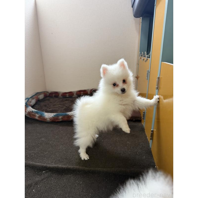 販売中の静岡県の日本スピッツ-446993の9枚目