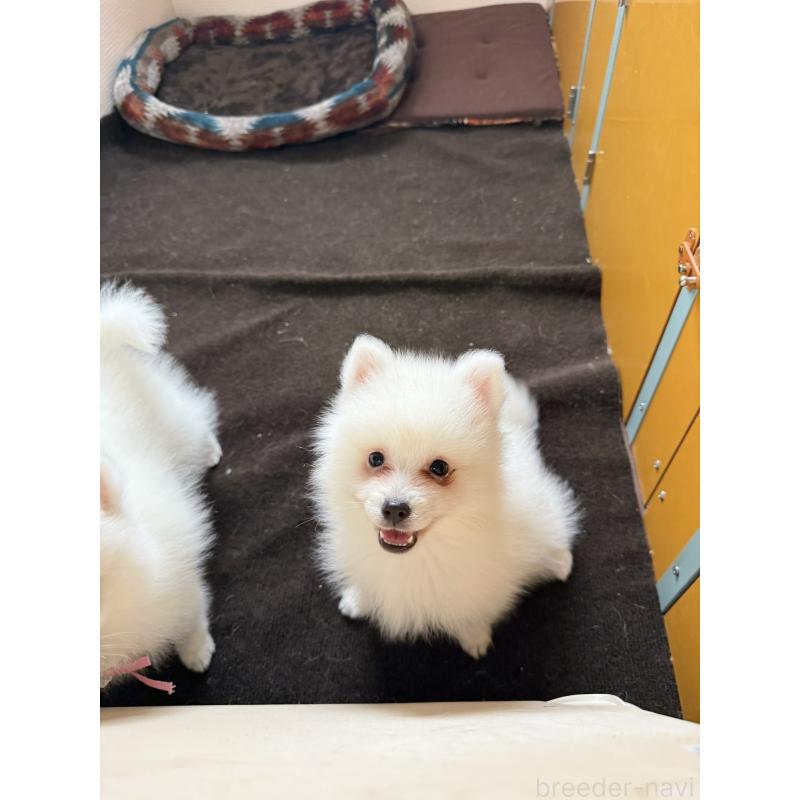 販売中の静岡県の日本スピッツ-446993の8枚目