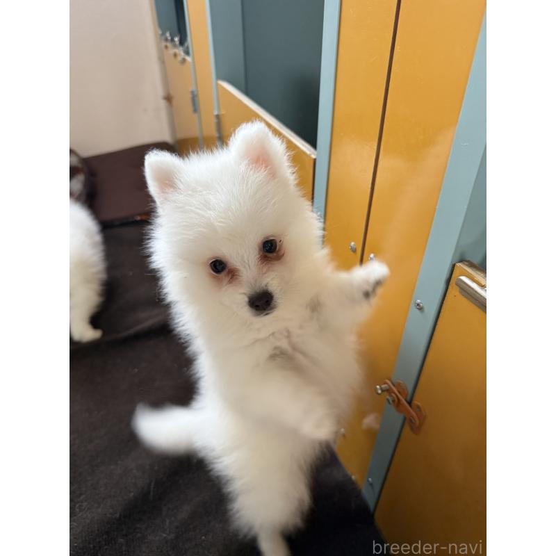 販売中の静岡県の日本スピッツ-446993の7枚目