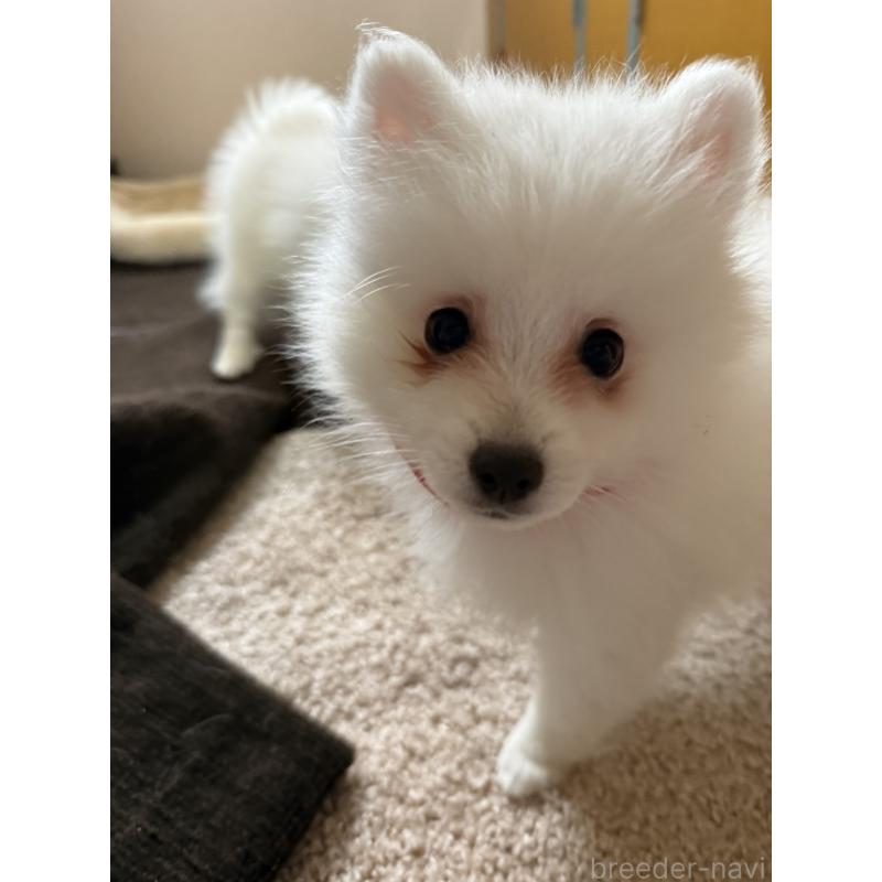 販売中の静岡県の日本スピッツ-446993の6枚目