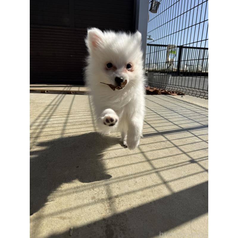 販売中の静岡県の日本スピッツ-446993の5枚目