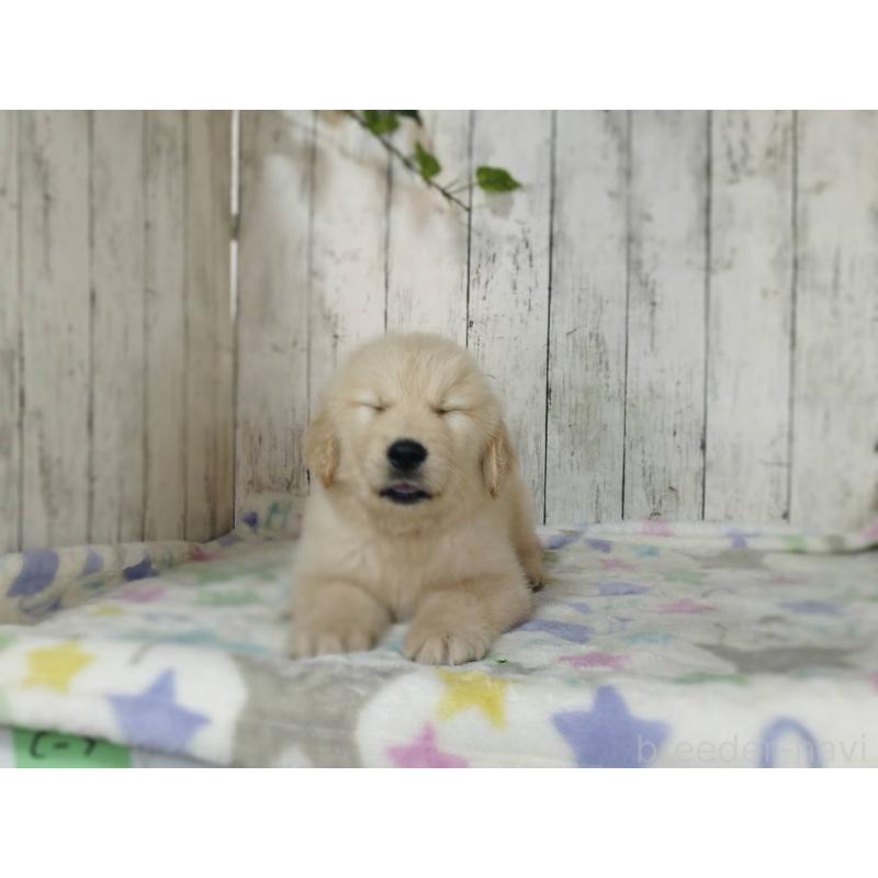 販売中の三重県のゴールデンレトリーバー-452047の5枚目