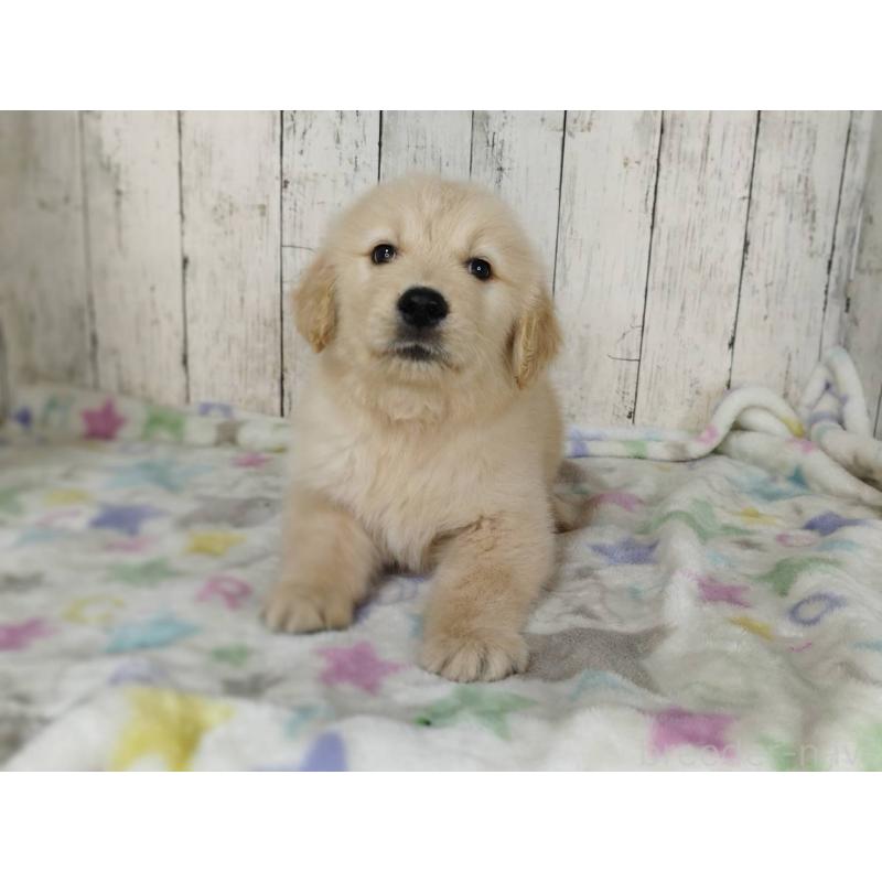 販売中の三重県のゴールデンレトリーバー-452047の4枚目