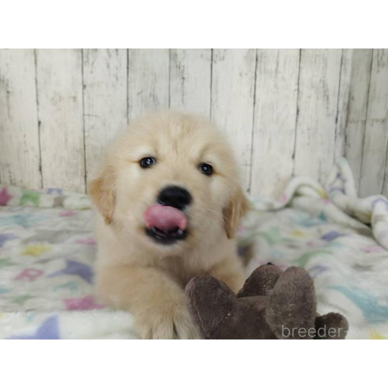 販売中の三重県のゴールデンレトリーバー-452047の3枚目