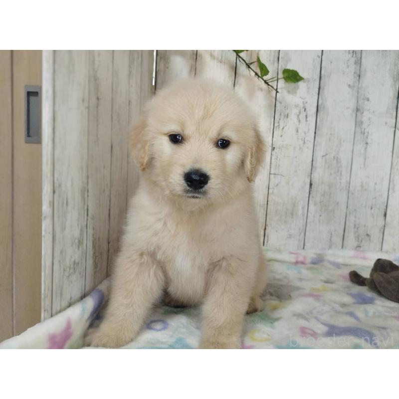 販売中の三重県のゴールデンレトリーバー-452047の2枚目